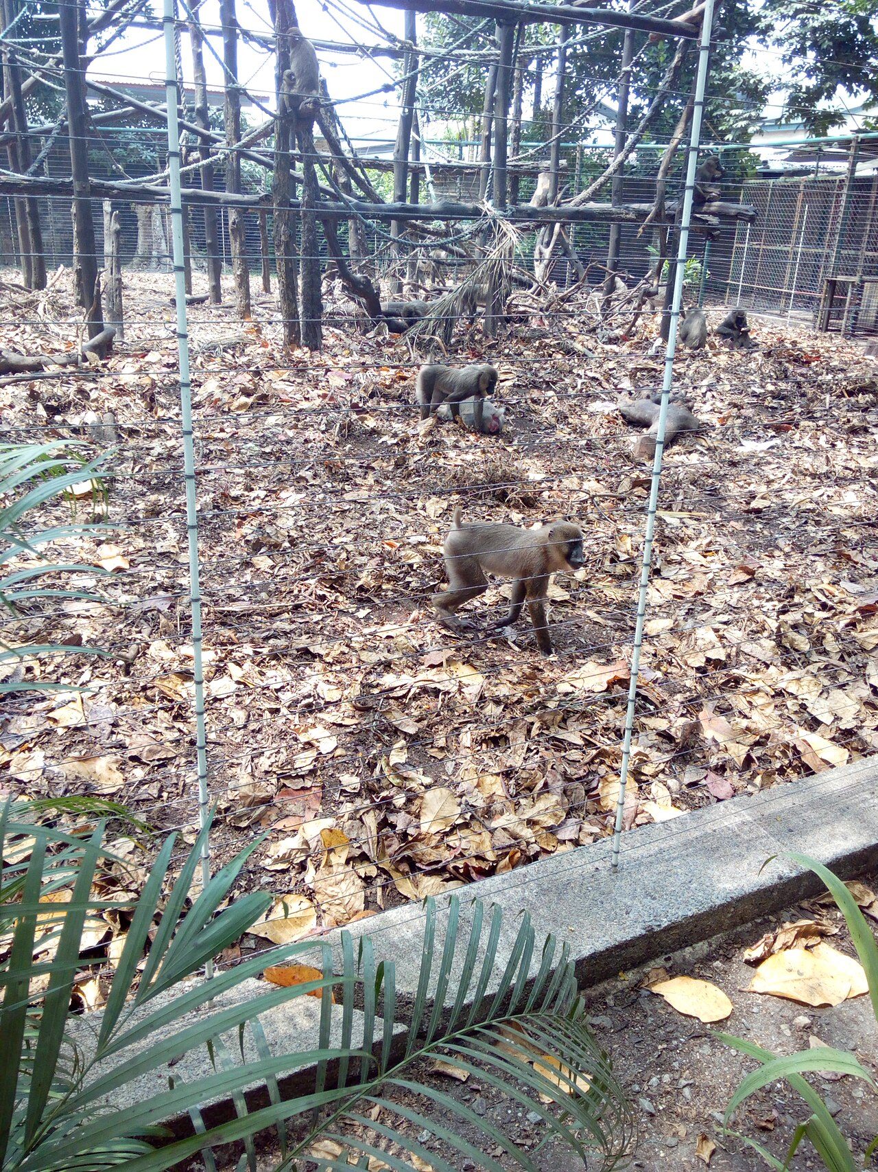 Drill Monkey Rehab Centre, near Asari Eso